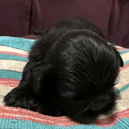 Girl 1 - female Shih Tzu puppy in Ellicott City, Maryland from Dr. Dmitriy Kurenbin PURE SHIH TZU Puppies