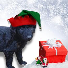 Poodle Puppies from Polly Wally Doodles and Poodles