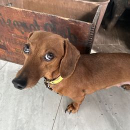Pencil - Dachshund
