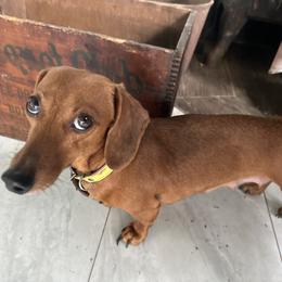 Pencil - Dachshund