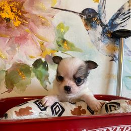 Ragnar - Chocolate and white male Chihuahua puppy in Red Bluff, California from Aye Chihuahua