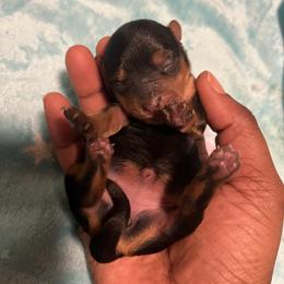 Beatrice - Black and tan female Yorkipoo puppy in Gastonia, North Carolina from Precious pups dynasty kennel
