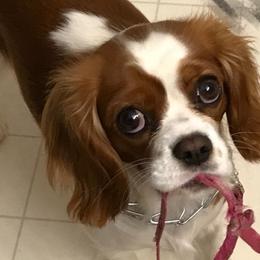Cavalier King Charles Spaniels and Cavapoos from April’s Cavaliers/Cavapoos
