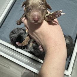 White collar - Chocolate merle female Bernedoodle puppy in Lehi, Utah from Our Little Farm Life Doodles