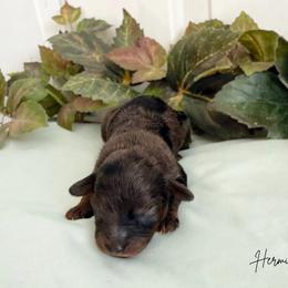 Hermione - Merle female Cavapoo puppy in Wamego, Kansas from Doodles of Oz