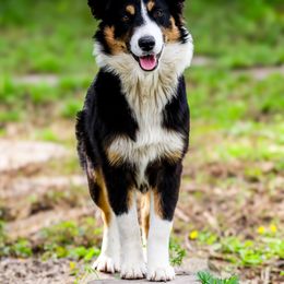 Jury - Australian Shepherd