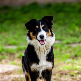 Jury - Australian Shepherd