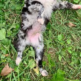 Sprout - Black merle female Mudi puppy in Raeford, North Carolina from Wodan Kennels