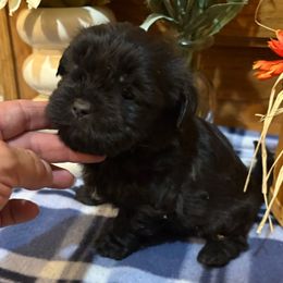Polly pocket - Black female Shihpoo puppy in Grant County, Indiana from On The Sunny Side Pavey Farms