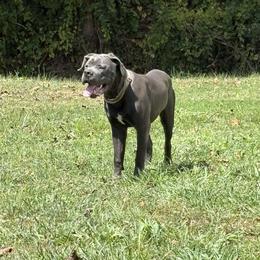 Boy 4 - Gray male Cane Corso puppy in Clarksburg, West Virginia from West By God Virginia Cane Corso