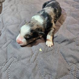 Candy - Blue merle female Australian Shepherd puppy in Abilene, Texas from S&K Aussies N' Rotties