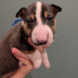 Swayze - Black tan and white male Miniature Bull Terrier puppy in London, Kentucky from Barton's Miniature Bull Terrier