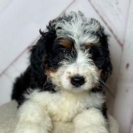 Girl 1 - Tri-color female Bernedoodle puppy in Belgreen, Alabama from Scott’s Farm Poodles and Doodles