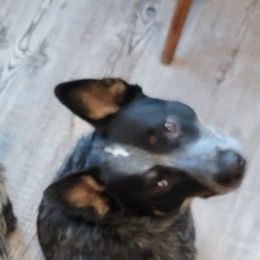 Australian Cattle Dogs from Fun Size Heelers