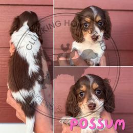 Possum - Piebald female Dachshund puppy in Fond Du Lac, Wisconsin from Clucking Homestead Springers & Dachshunds