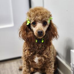 Red - Red  female Poodle puppy in Hoagland, Indiana from Kandyland Kennels
