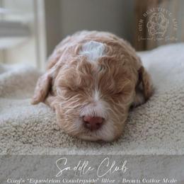 Saddle Club - Cream male Goldendoodle puppy in Savannah, Georgia from Vino and Vespa Doodles