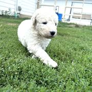 Boy 2 - White male Kuvasz puppy in Ohio from Rising River Kennel Kuvasz