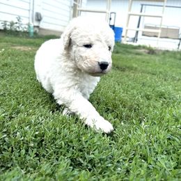 Boy 2 - White male Kuvasz puppy in Ohio from Rising River Kennel Kuvasz