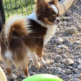 Luke - Chihuahua