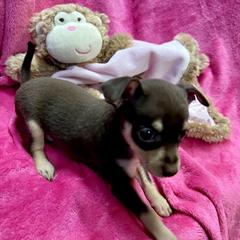 Prague Ratter Puppies from North Star Gem’s Prague Ratters