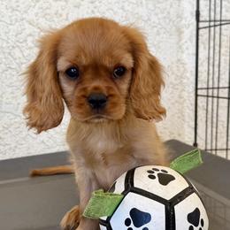 Oslo - Ruby male Cavalier King Charles Spaniel puppy in Nipomo, California from Central Coast Standard Poodles & Cavaliers