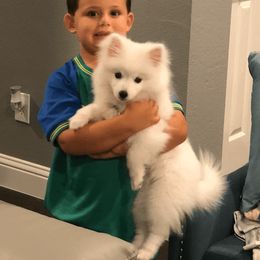 American Eskimo Dog Puppies from Soleil American Eskimos