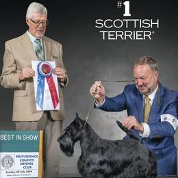 Scottish Terrier Puppies from Scottish Terriers at The Rock