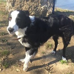 Border Collies from Morgan Charpentier's Border Collies