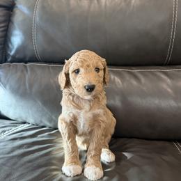 Goldendoodle and Poodle Puppies from Gentle Paw Goldendoodles
