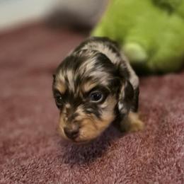 Lucas - Chocolate and cream male Dachshund puppy in Irving, Texas from DFW Dachshunds by G & S