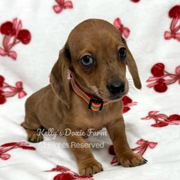 Red Male Dapple Smooth Coat - Red male Dachshund puppy in Cleveland, Tennessee from Kelly's Doxie Farm