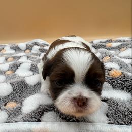 Rosie - Liver and white female Shih Tzu puppy in Avondale, Arizona from Riley Family Shih Tzus