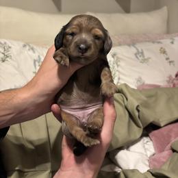 Dachshund Puppies from Mir and Dachshunds