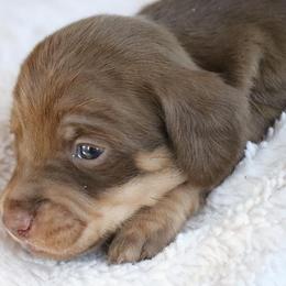 Dachshund Puppies from Chadwick Farms Mini Dachshunds
