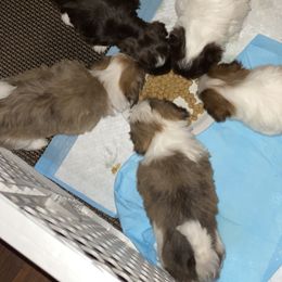 Havanese Puppies from Happy Havanese Gems