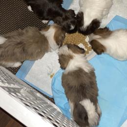 Havanese Puppies from Happy Havanese Gems