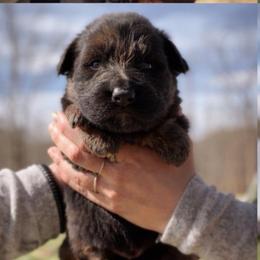 Axiom - Black and red male German Shepherd puppy in Lexington, Virginia from Stahlhaus ( Previously Buffelbach Farmstead Shepherds)