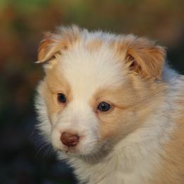 Girl 3 - Gold female Border Collie puppy in Tylertown, Mississippi from Cool Meadow Farms