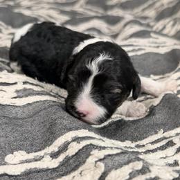 Sugar - Black and white female Cavapoo puppy in Spokane, Washington from PJE Cavs and Poos