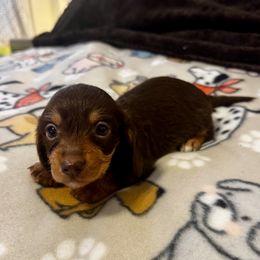 AKC Iggy - Chocolate and tan female Dachshund puppy in Indiana from Dani’s Darling Doxies