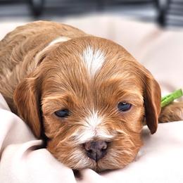 Malibu (Green) - Cream female Cavapoo puppy in Georgetown, Texas from Mc Doodles of Texas LLC