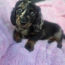 Dolly - Dapple female Dachshund puppy in Riverdale, Utah from Behive Doxies
