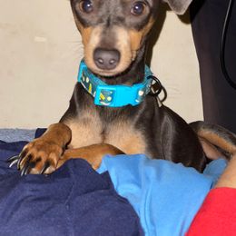Blue - Miniature Pinscher