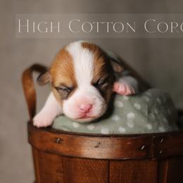 American Corgi and Pembroke Welsh Corgi Puppies from High Cotton Corgis