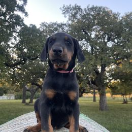 Addi - Black and rust female Doberman Pinscher puppy in Boyd, Texas from Team Feem Breeders