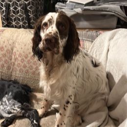 Hickory - English Springer Spaniel