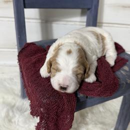 Bowie - Parti male Goldendoodle puppy in Huntington, Utah from Krispydoodle