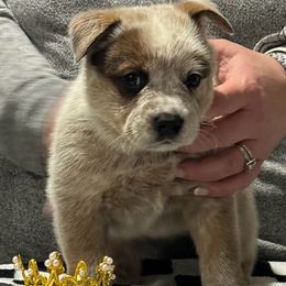 Australian Cattle Dog Puppies from Straight Arrow Australian Cattle Dogs