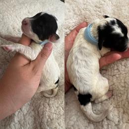 Girl 2 - Tri-color female Bernedoodle puppy in Lakeland, Florida from Doodles & Danes